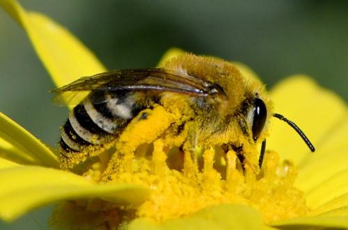 Réf. 258 419 : Colletes sp.